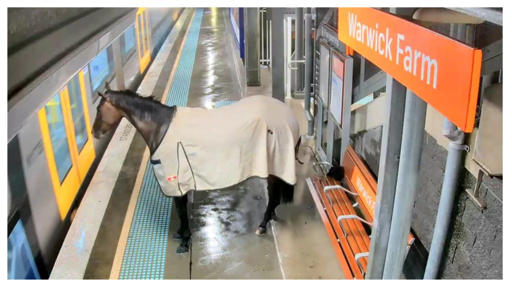 CCTV footage from Warwick Farm Station recorded an unexpected moment when a horse sought shelter from severe rain.