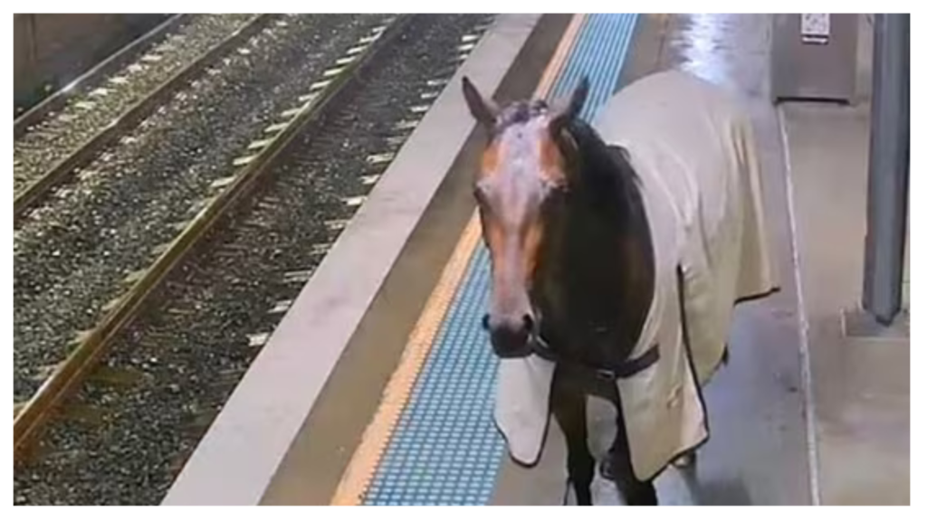 CCTV footage captures horse trotting inside train station in Sydney Watch