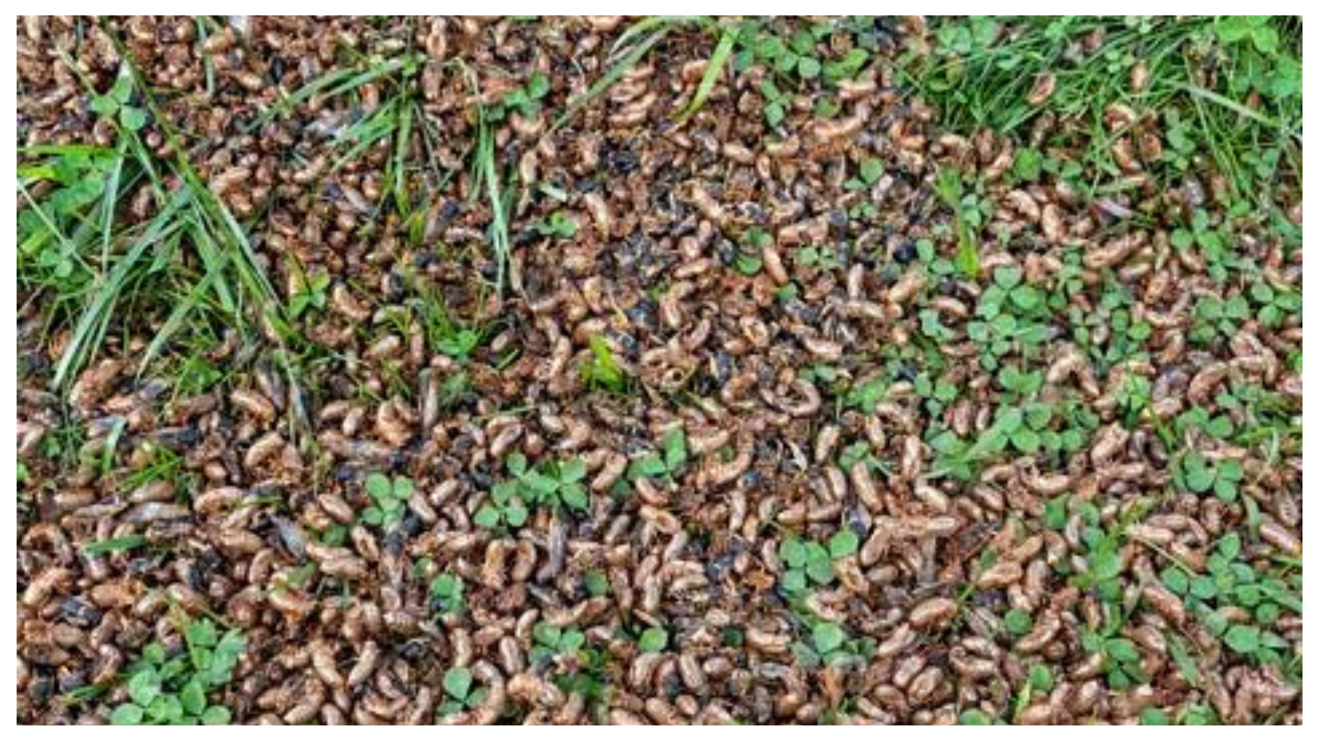 Cicada dual emergence brings chaos to the food chain