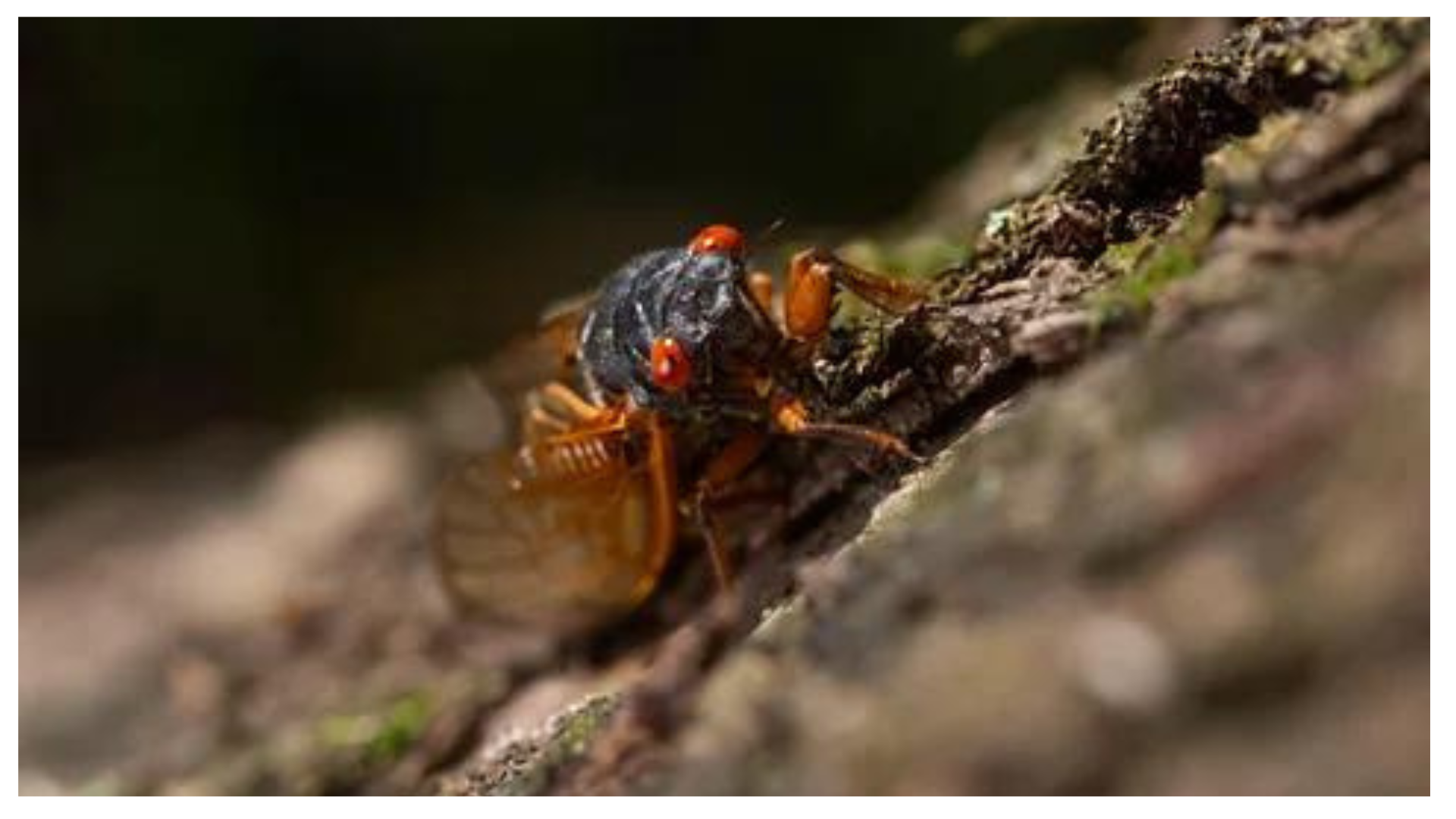 Cicada dual emergence brings chaos to the food chain