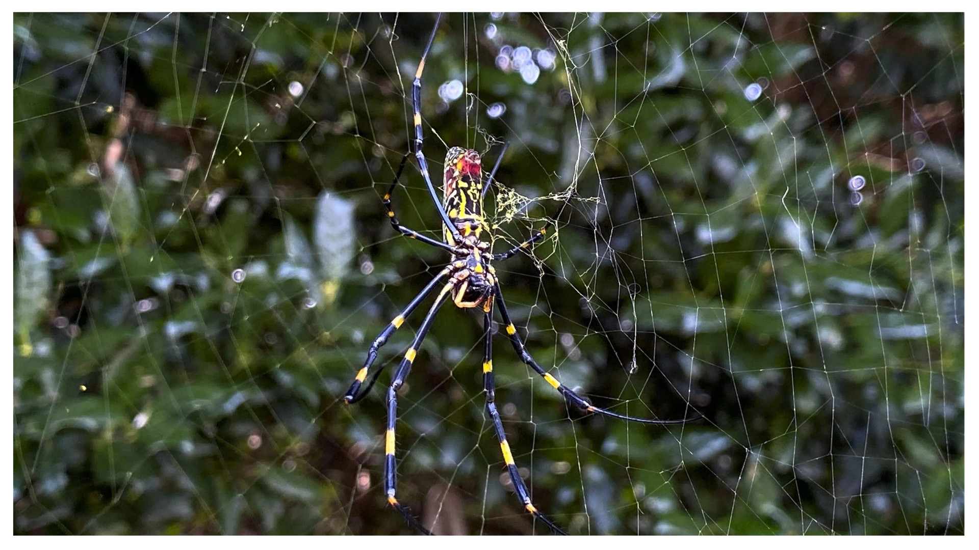 Joro spiders are coming to NY and NJ as soon as this summer