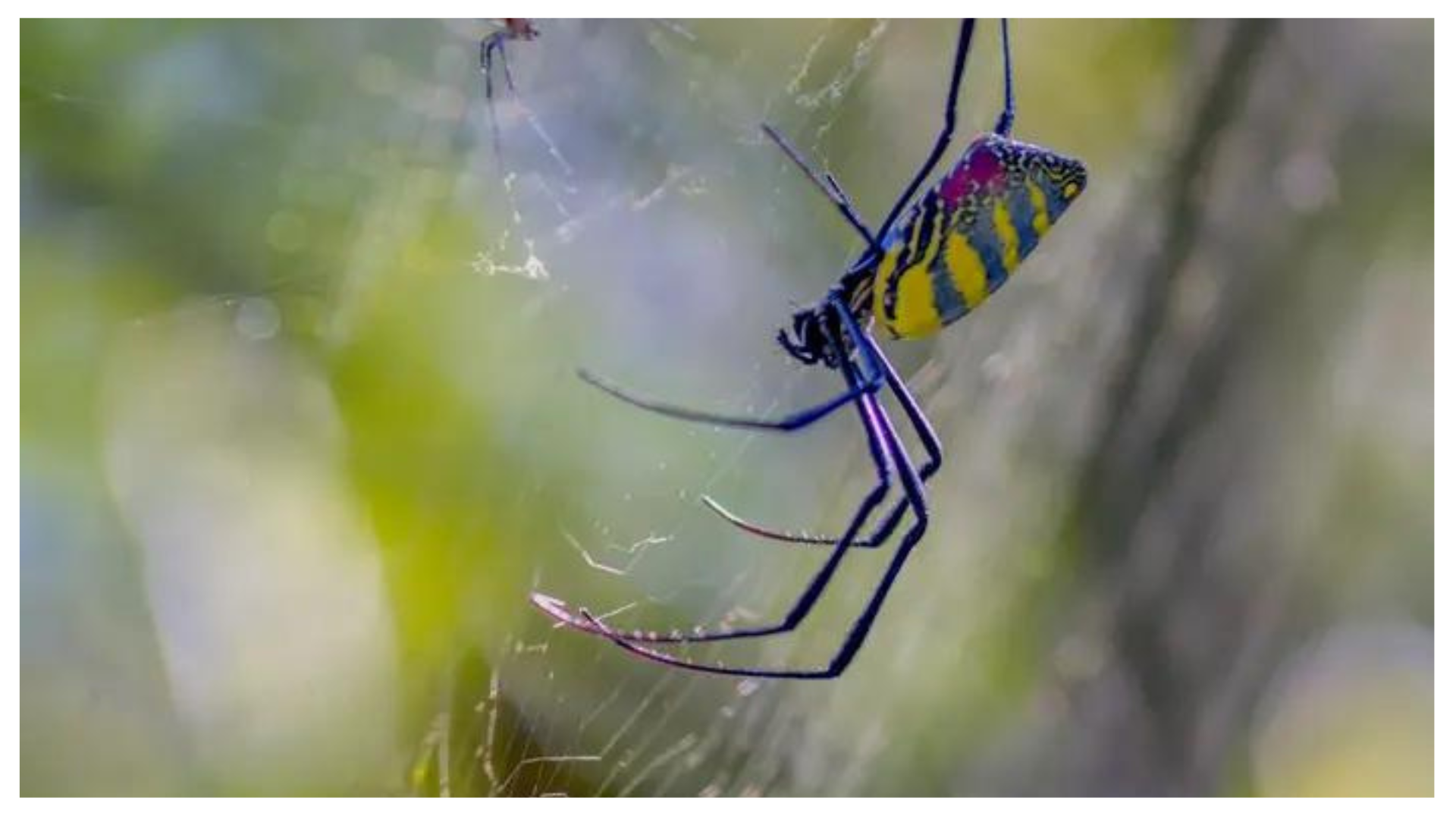 Joro spiders are coming to NY and NJ as soon as this summer