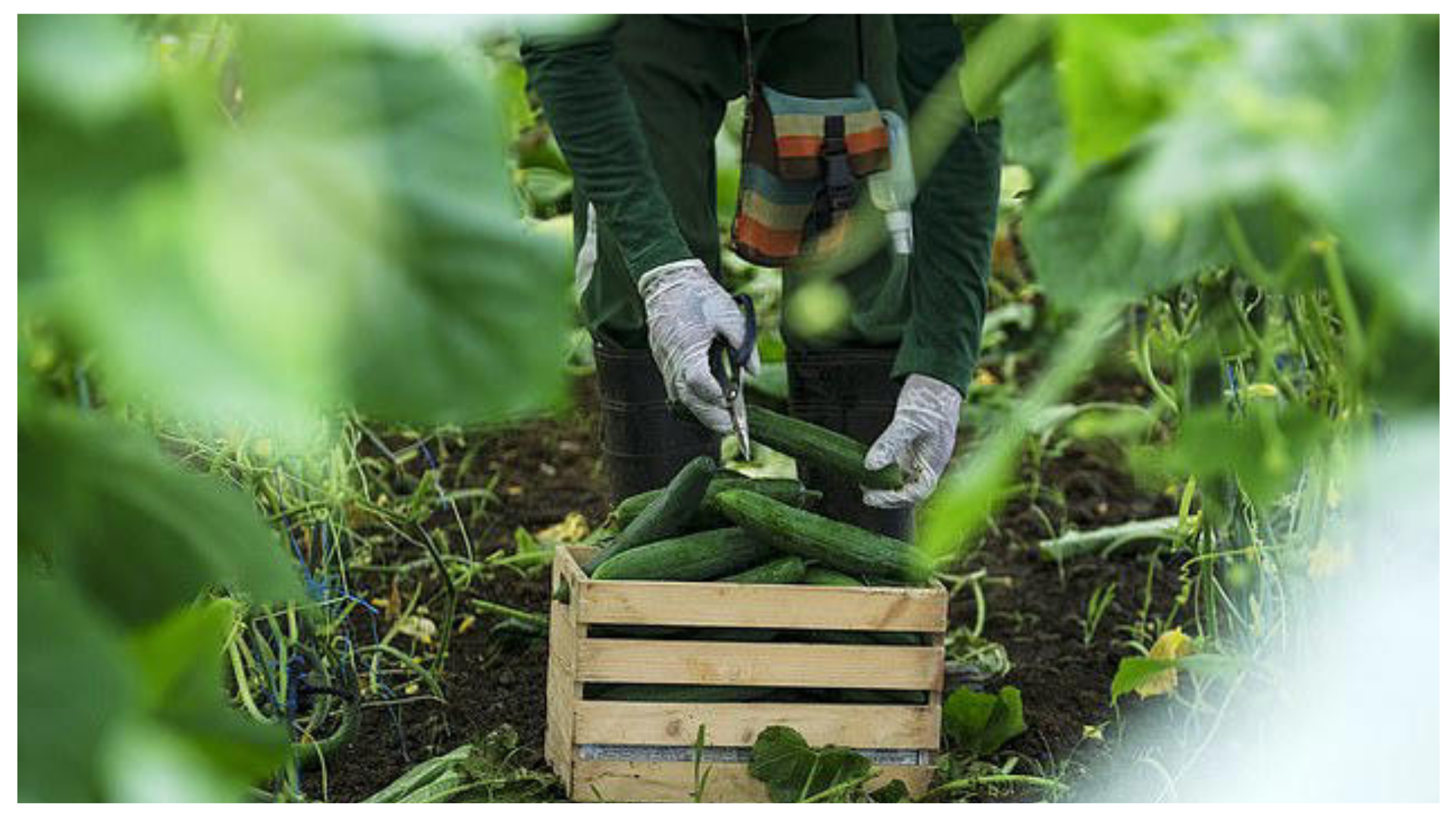 Cucumber Recall in 14 States As Warning Issued to Customers