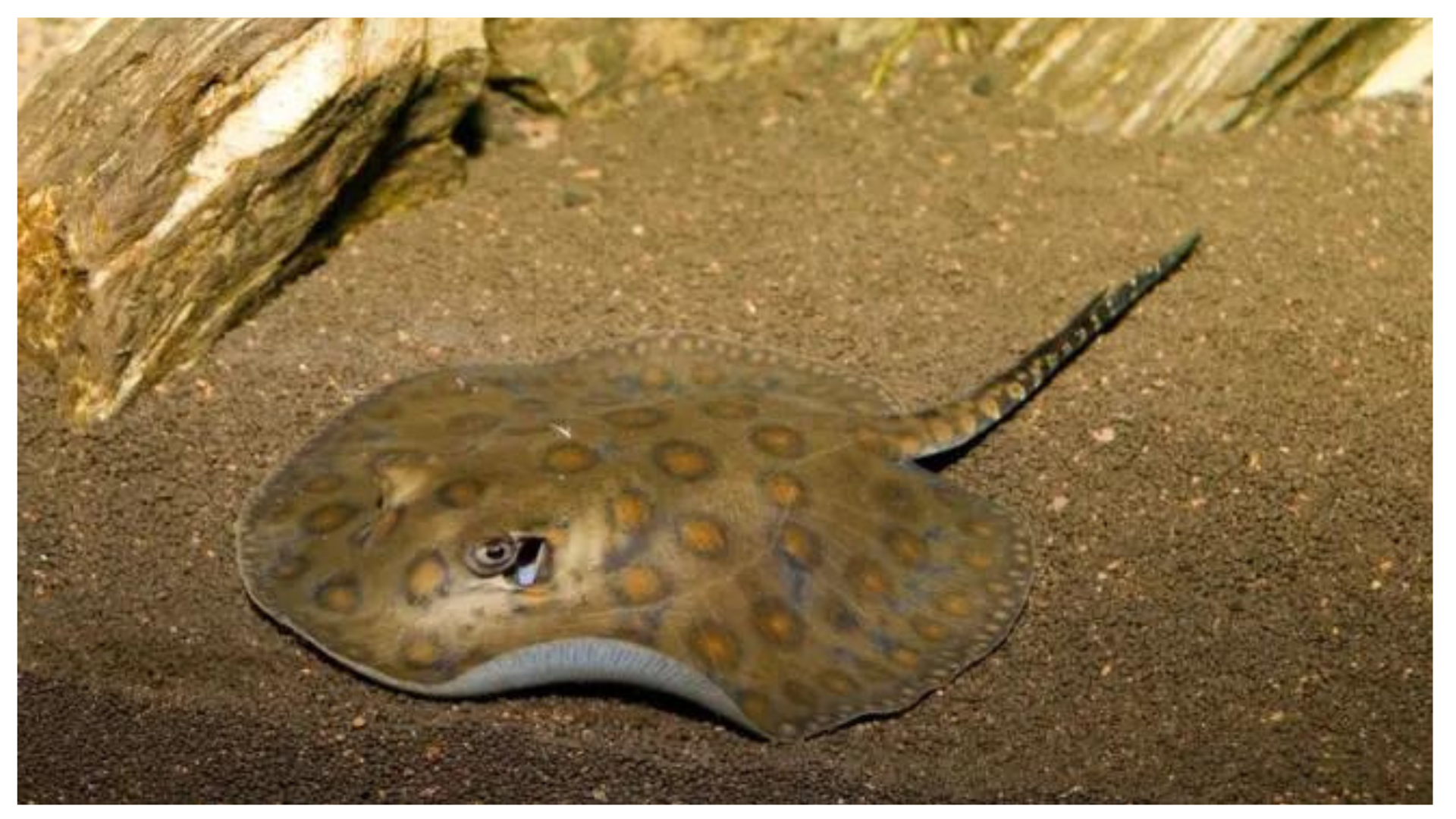 US stingray who became pregnant without mate dies