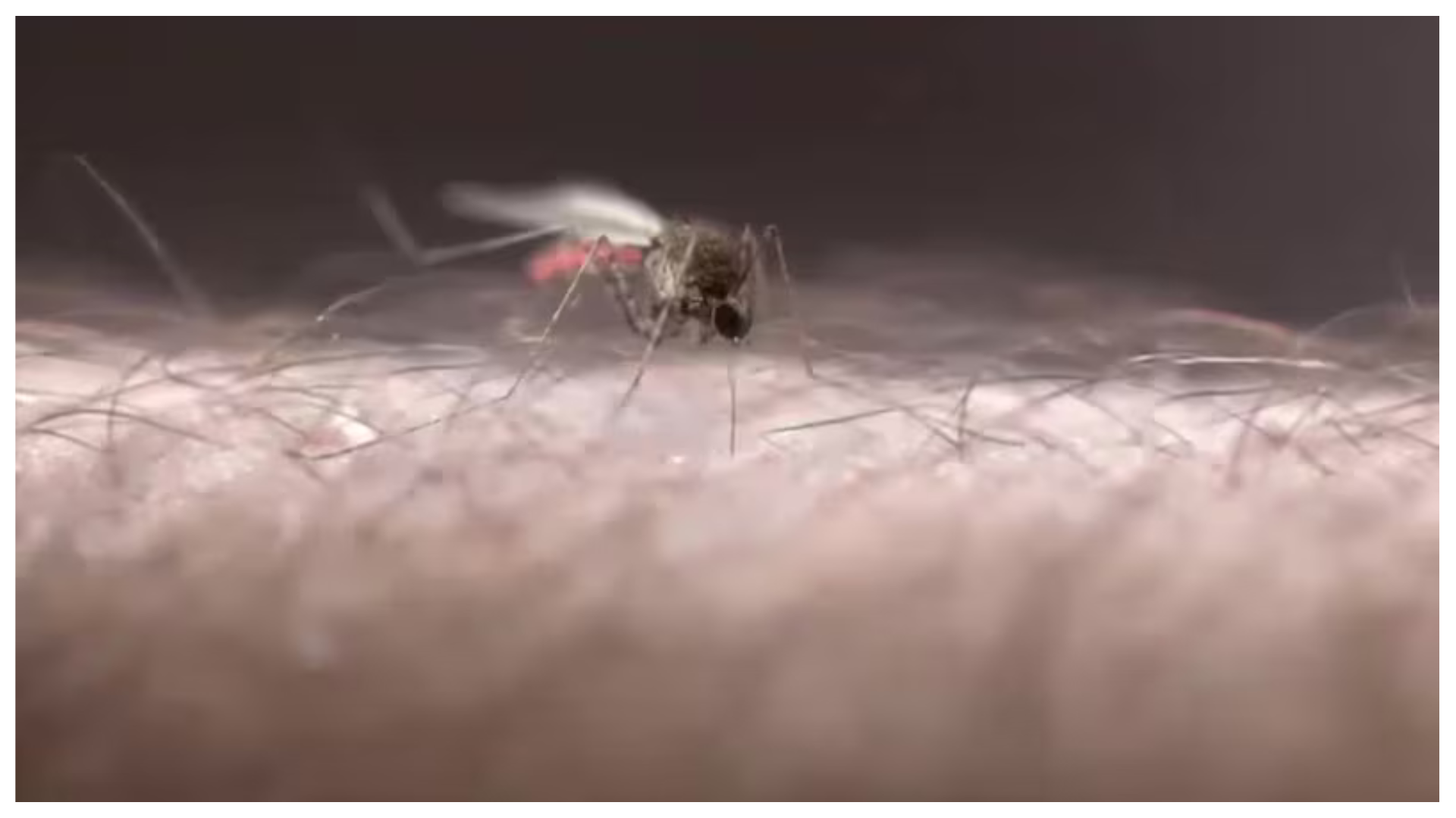 2 people die from West Nile virus in New Jersey, bringing number of reported deaths in U.S. to 5 