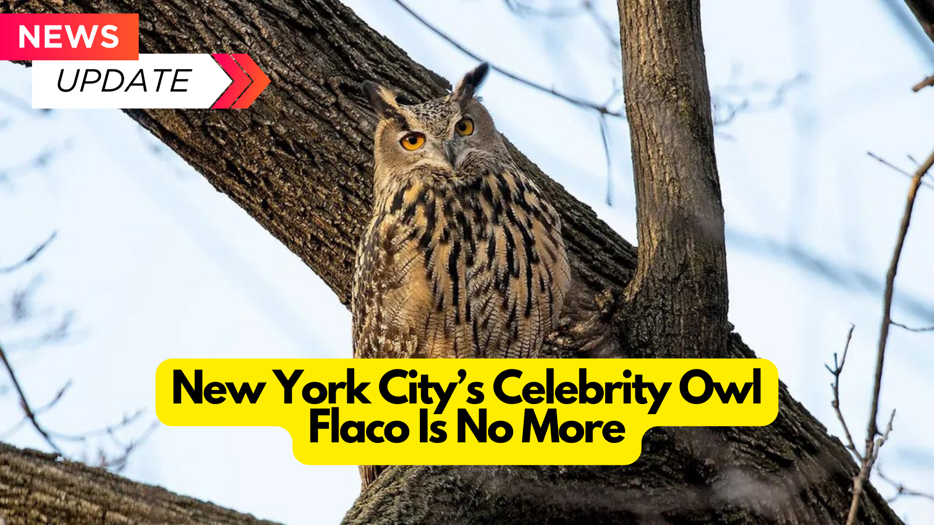 New York City’s Celebrity Owl Flaco Is No More