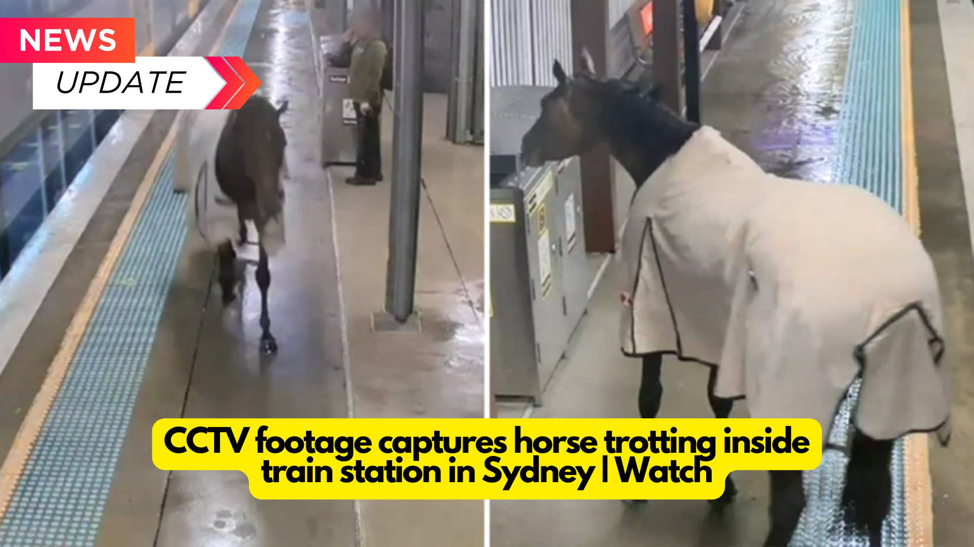 CCTV footage captures horse trotting inside train station in Sydney Watch (2)