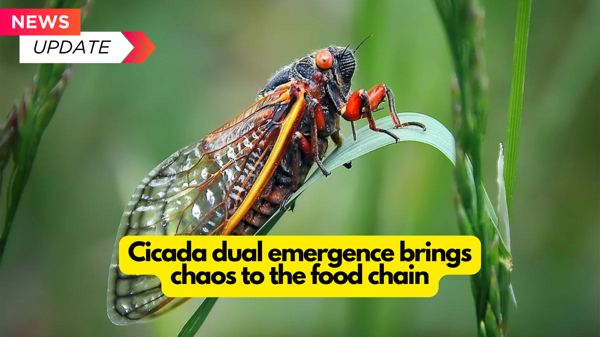 Cicada