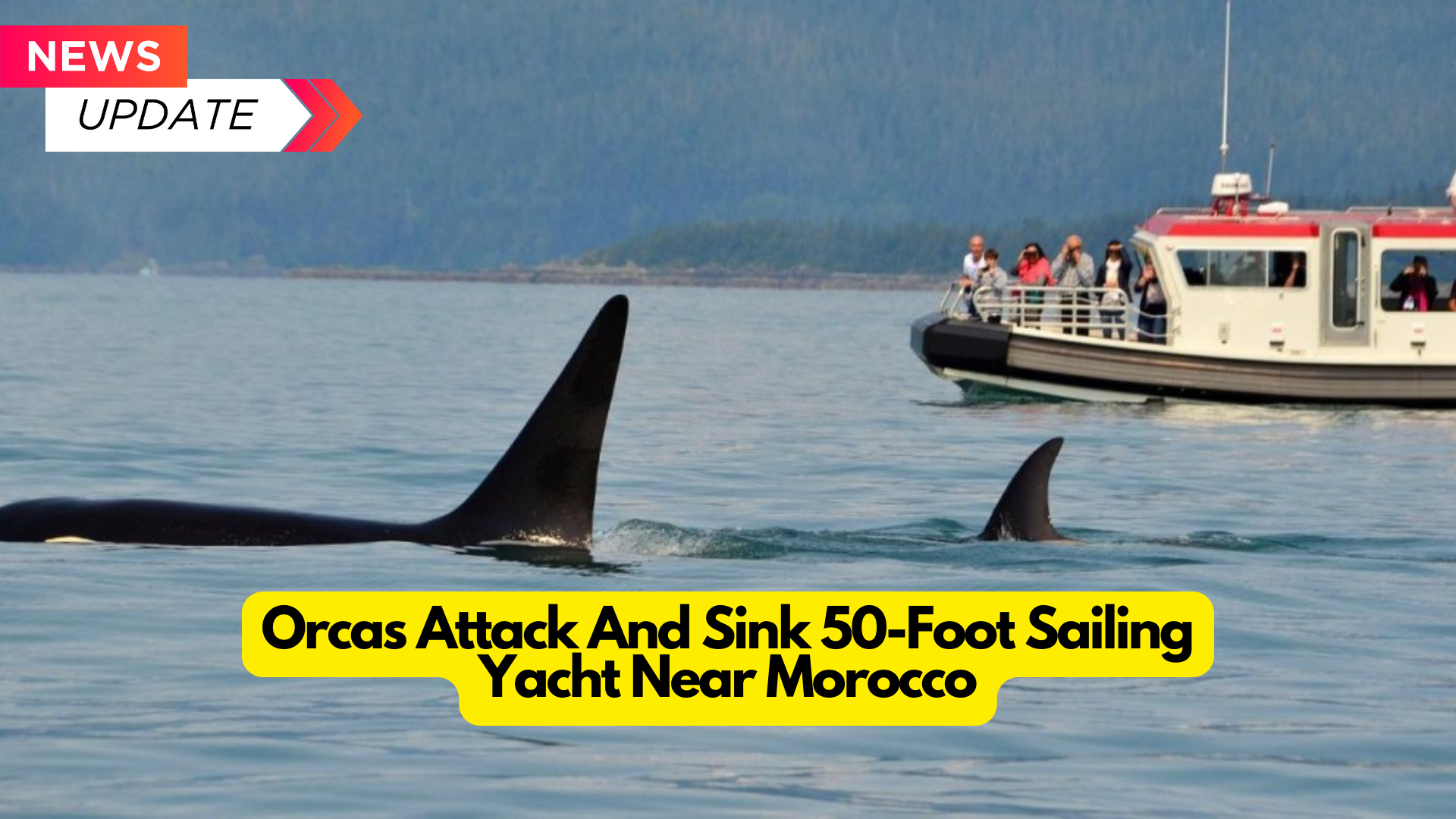 Orcas Attack And Sink 50-Foot Sailing Yacht Near Morocco