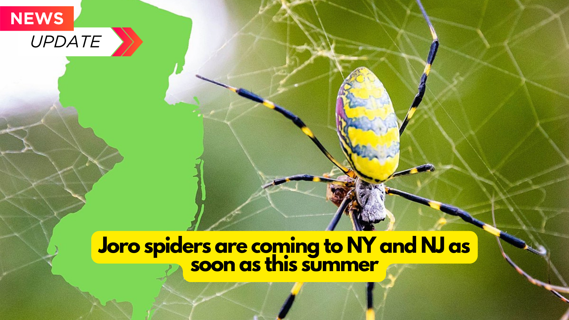 Joro spiders are coming to NY and NJ as soon as this summer (2024).