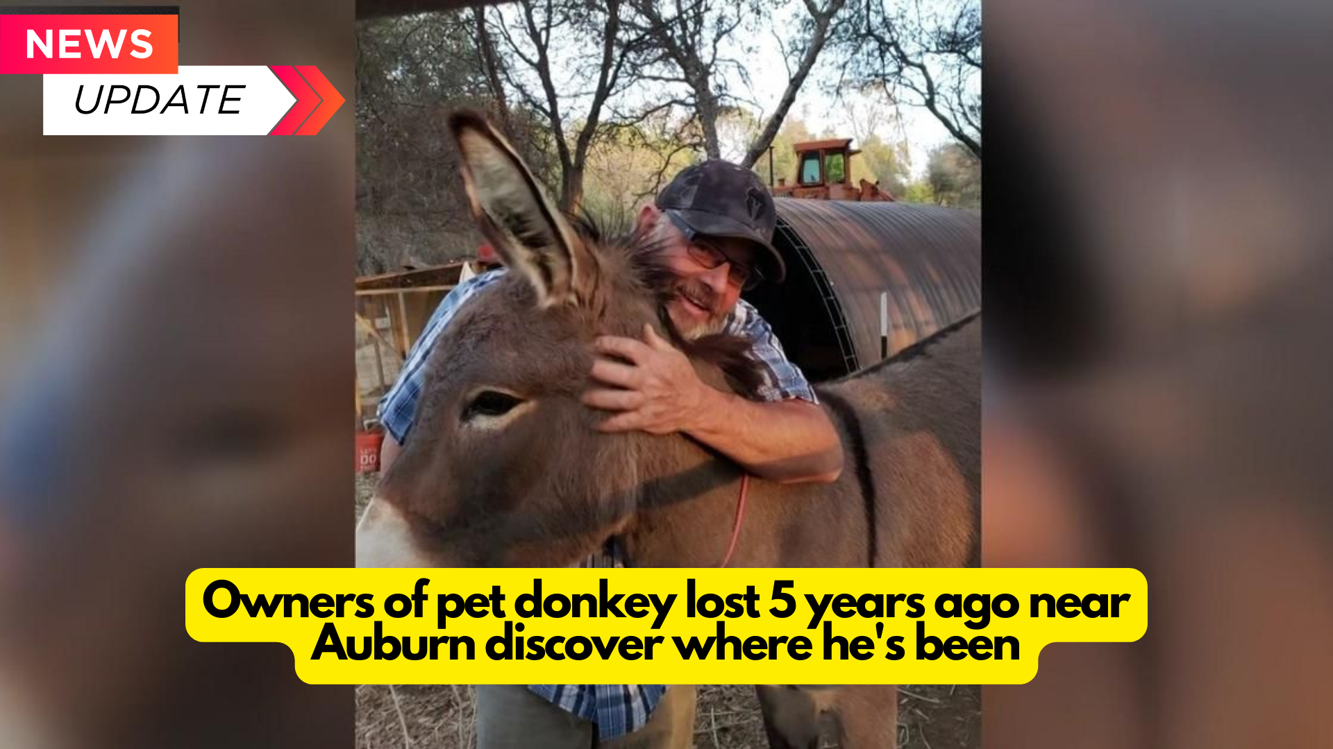 Owners of pet donkey lost 5 years ago near Auburn discover where he’s been