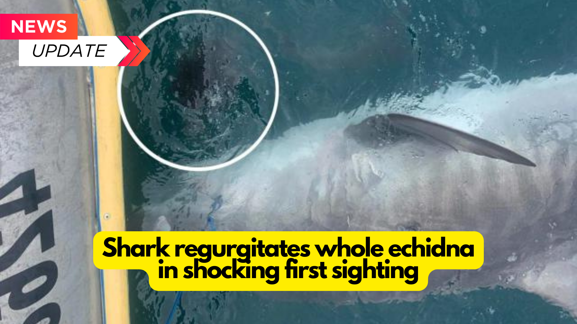 Shark regurgitates whole echidna in shocking first sighting