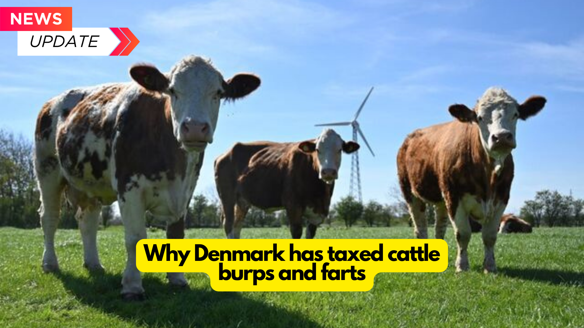 Why Denmark has taxed cattle burps and farts