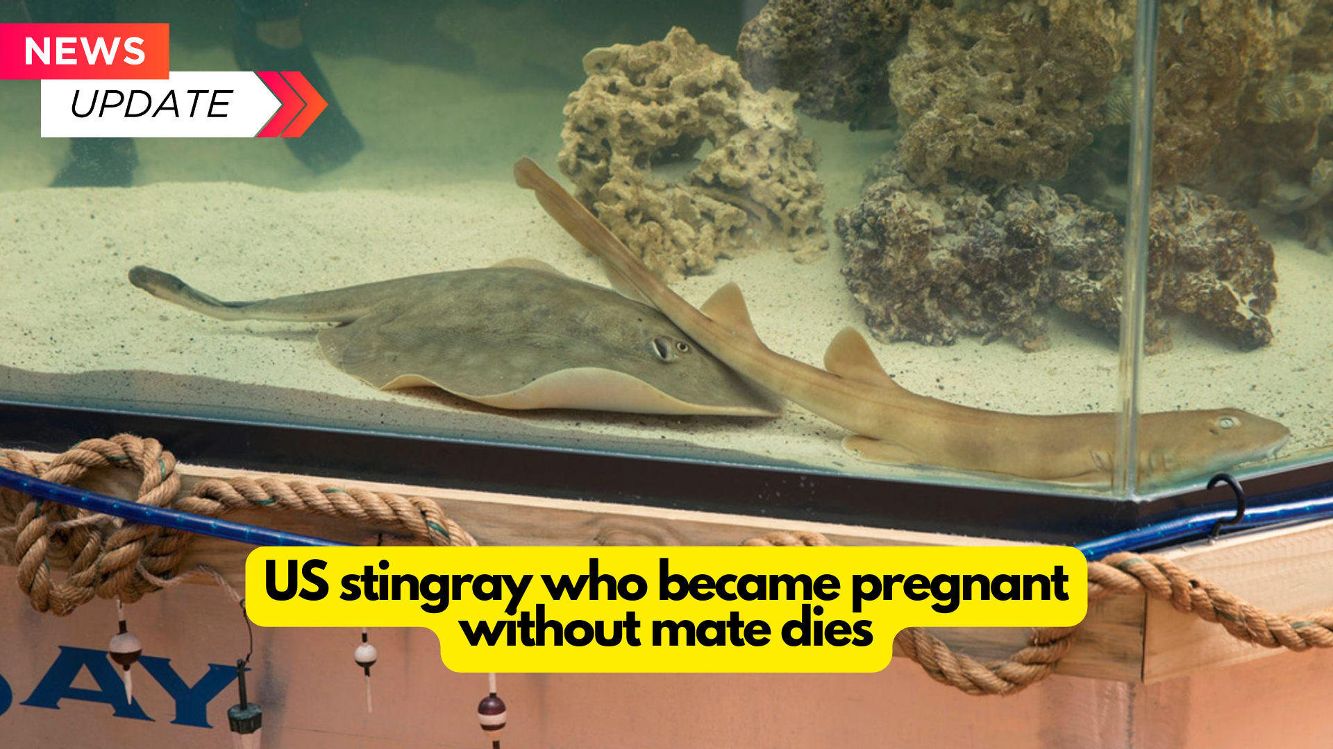 US stingray who became pregnant without a partner dies